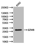 Granzyme B Antibody in Western Blot (WB)