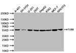beta Tubulin Antibody in Western Blot (WB)