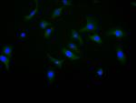 CDH11 Recombinant Human Monoclonal Antibody (24F7)