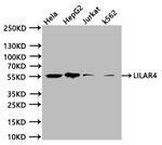 LILRA4 Antibody in Western Blot (WB)