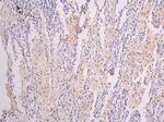 ICAM-1 Recombinant Human Monoclonal Antibody (15A9)