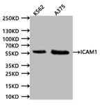 ICAM-1 Antibody in Western Blot (WB)