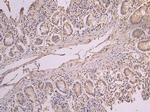 ERAL1 Antibody in Immunohistochemistry (Paraffin) (IHC (P))