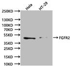 FGFR2 Antibody in Western Blot (WB)