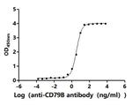 CD79b Antibody in ELISA (ELISA)