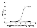 GPR20 Recombinant Human Monoclonal Antibody (2C1)