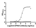 GPR20 Antibody in ELISA (ELISA)