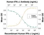IFNA17 Monoclonal Antibody (995826)