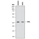 Interferon alpha-6 Monoclonal Antibody (1009720)