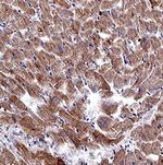 RXFP2 Monoclonal Antibody (1013901)