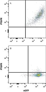 PTGFR Monoclonal Antibody (1014602)