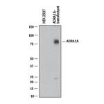 alpha-1a Adrenergic Receptor Antibody in Western Blot (WB)