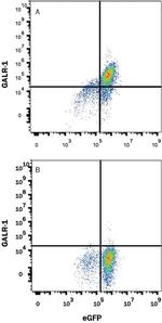 GALR1 Monoclonal Antibody (613207)