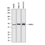 DGCR2 Monoclonal Antibody (1019908)