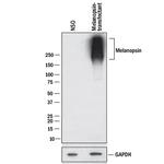 Opsin 4 Antibody in Western Blot (WB)