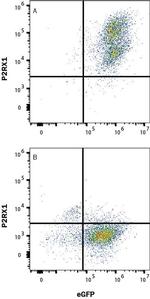 P2X1 Antibody in Flow Cytometry (Flow)