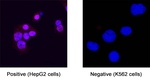 NR5A1 Monoclonal Antibody (1036724)