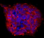 Cripto Antibody in Immunocytochemistry (ICC/IF)