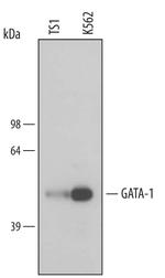 GATA1 Monoclonal Antibody (234737)
