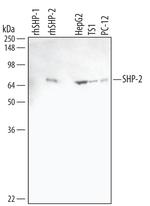 SHP2 Monoclonal Antibody (255509)