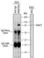 RAD17 Monoclonal Antibody (223802)