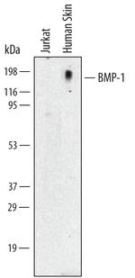 BMP1 Monoclonal Antibody (264822)