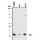 Thioredoxin 1 Antibody in Western Blot (WB)