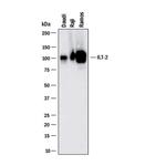 CD85j (ILT2) Antibody in Western Blot (WB)