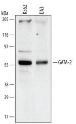 GATA2 Monoclonal Antibody (527530)