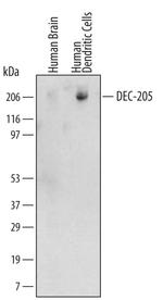 CD205 Monoclonal Antibody (523218)