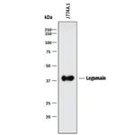 LGMN Monoclonal Antibody (301417)