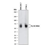 CD64 Antibody in Western Blot (WB)