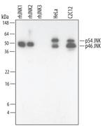 JNK1/JNK2 Monoclonal Antibody (252323)