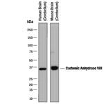 Carbonic Anhydrase VIII Monoclonal Antibody (308320)