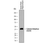Carbonic Anhydrase X Monoclonal Antibody (862319)