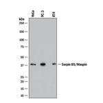 Maspin Monoclonal Antibody (305339)