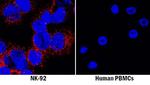 NKp44 Monoclonal Antibody (253424)