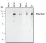 MSK2 Monoclonal Antibody (261034)