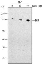 SHIP1 Monoclonal Antibody (257812)
