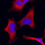 ARTS1 Monoclonal Antibody (325813)