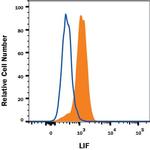LIF Monoclonal Antibody (9808)