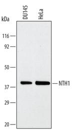 NTHL1 Monoclonal Antibody (208521)