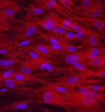 OMD Monoclonal Antibody (806001)