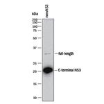 West Nile Virus NS3 Protease Monoclonal Antibody (345713)