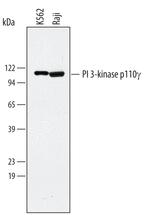 PIK3CG Monoclonal Antibody (304103)