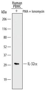 IL-32 Monoclonal Antibody (373802)