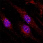 VG5Q Monoclonal Antibody (368011)