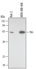 YES1 Monoclonal Antibody (339827)