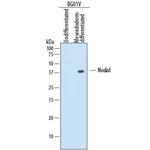 Nodal Monoclonal Antibody (784410)