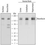 Neurofascin Monoclonal Antibody (727030)